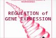 REGULATION of GENE EXPRESSION. GENE EXPRESSION all cells in one organism contain same DNA every cell has same genotype phenotypes differ skin cells have