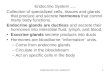 Endocrine-BIO 102 HANDOUT1 Endocrine System rev 12-12 Collection of specialized cells, tissues and glands that produce and secrete hormones that control