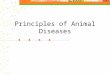Principles of Animal Diseases. Non-Infectious Disease Causes Faulty nutrition- ration is not balanced Metabolic disorder- not adequately digested Trauma-