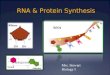 RNA & Protein Synthesis Uracil Hydrogen bonds Adenine Ribose RNA Mrs. Stewart Biology I