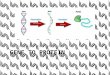 GENE TO PROTEIN Transcription and Translation. DNA determines your unique characteristics. A Review… DNA is the instructions for making proteins. Proteins