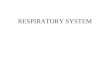 RESPIRATORY SYSTEM FUNCTIONAL ANATOMY OF THE RESPIRATORY SYSTEM Respiratory System: –Pulmonary ventilation: movement of air into and out of the lungs
