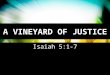 A VINEYARD OF JUSTICE Isaiah 5:1-7. Isaiah 5 (ESV) Let me sing for my beloved my love song concerning his vineyard: Isaiah the prophet, long before the