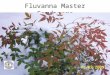 Fluvanna Master Gardeners. Orientation HORTICULTURAL HELP DESK March 31, 2015 Donna McCarthy, FMG