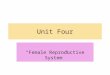 Unit Four “Female Reproductive System”. Female Reproductive System Primary Sex Organs – Paired Ovaries Secondary Sex/Accessory Organs – include the Uterus,