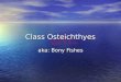 Class Osteichthyes aka: Bony Fishes. Body Shape Body shape is directly related to the niche of the fish Body shape is directly related to the niche
