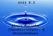 1 Unit 8.2 Class Agnatha, Chondrichthyes, & Osteichthyes