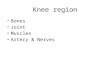 Knee region Bones Joint Muscles Artery & Nerves. Knee osteology