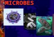 MICROBES. The Virus  Genetic material + Protein coat  Geometric shapes  Non -living, Reproductive machine