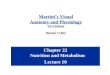 1 Chapter 22 Nutrition and Metabolism Lecture 10 Martini’s Visual Anatomy and Physiology First Edition Martini  Ober