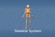 Skeletal System. Skeletal Functions 1. Provides shape and support. 2. Enables us to move. 3. Protects your internal organs. 4. Produces blood cells. 5
