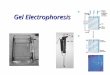 Gel Electrophoresis Purpose of Gel Electrophoresis A method for separating DNA Can be used to separate the size of –DNA –RNA –Protein We will be using