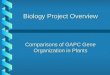 Biology Project Overview Comparisons of GAPC Gene Organization in Plants