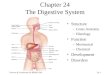 Tortora & Grabowski 9/e  2000 JWS 24-1 Chapter 24 The Digestive System Structure –Gross Anatomy –Histology Function –Mechanical –Chemical Development
