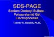 ©1999 Timothy G. Standish SDS-PAGE Sodium Dodecyl Sulfate - Polyacrylamid Gel Electrophoresis Timothy G. Standish, Ph. D