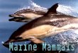WHAT IS A MARINE MAMMAL? Member of Class: MAMMALIA All possess major adaptations that allow them to live in the water (to a greater or lesser extent)