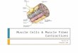 Muscle Cells & Muscle Fiber Contractions Packet # Chapter #49