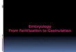Embryology From Fertilization to Gastrulation. 2 Fertilization