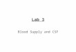 Lab 3 Blood Supply and CSF. ARTERIAL SUPPLY TO SPINAL CORD & BRAIN