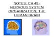 NOTES: CH 49 - NERVOUS SYSTEM ORGANIZATION; THE HUMAN BRAIN
