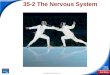End Show Slide 1 of 38 Copyright Pearson Prentice Hall 35-2 The Nervous System