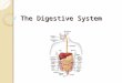 The Digestive System. Your digestive system What is Digestion? ◦ Put it into words… The mechanical and chemical breaking down of food into smaller parts