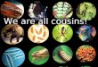 We are all cousins!. 12 4 18 m 6 m 1 2 2 2 7 m Bonobo 3 14 m 2 Orangutan Gorilla today Gibbon