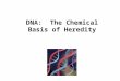 DNA: The Chemical Basis of Heredity. Chapter Goals 1.History of how DNA’s structure and function were discovered 2.DNA replication 3.Role of DNA in directing