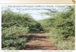 May 2014 Addis Ababa Simone Rettberg, University of Bonn, Germany 1 The spread of Prosopis Juliflora in Baadu, Ethiopia from a socio-ecological perspective