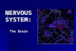 NERVOUS SYSTEM: The Brain. 100 billion neurons 100 billion neurons Weighs 3 pounds Weighs 3 pounds Gray and white matter Gray and white matter Cerebrum