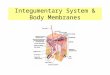 Integumentary System & Body Membranes. Body Membranes A membrane = a very thin strong pliable tissue which covers, lines or connects parts of an organism