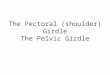 The Pectoral (shoulder) Girdle The Pelvic Girdle
