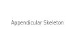 Appendicular Skeleton. Introduction to the Appendicular Skeleton The axial skeleton was made from bones that were in the central part of the human body