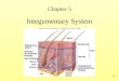 5-1 Chapter 5 Integumentary System. 5-2 The skin is one of the largest and heaviest organ of the body. In an average adult, – the skin covers about 2