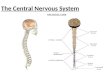 The Central Nervous System. Components: -Brain and spinal cord -Bone: skull/vertebral column -Membranes and fluid