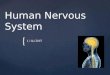 { Human Nervous System 1/14/2015. Introduction The Human Nervous System is comprised of two sections: The Central Nervous System and the Peripheral Nervous