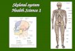 Skeletal system Health Science 1 Skeletal System Composed of the body’s 206 bones and associated ligaments, tendons, and cartilages. Functions: 1.Support
