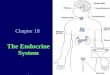 Chapter 18 The Endocrine System.. Endocrine System Overview Uses hormones as control agents Hormones = chemical messengers released into the blood to