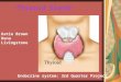 ~Thyroid Gland~ Katie Brown Dena Livingstone Endocrine system: 3rd Quarter Project