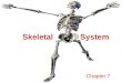 Skeletal System Chapter 7. The Skeleton Support Storage Strength Attachment scaffold for tendons, ligaments and muscle Blood cell production