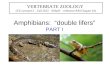 Amphibians: “double lifers” PART I VERTEBRATE ZOOLOGY (VZ Lecture12 – Fall 2012 Althoff - reference PJH Chapter 10)