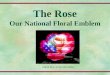The Rose Our National Floral Emblem Digital Rose Art by John Mattia