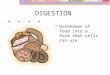 DIGESTION Breakdown of food into a form that cells can use