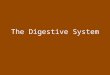 The Digestive System. Function To break down foods into molecules small enough to be transported to and absorbed by cells (for cellular respiration!)