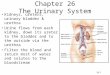 26-1 Chapter 26 The Urinary System Kidneys, ureters, urinary bladder & urethra Urine flows from each kidney, down its ureter to the bladder and to the