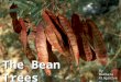 The Bean Trees By Barbara Kingsolver. The Life of Barbara Kingsolver
