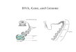 DNA, Gene, and Genome Translating Machinery for Genetic Information