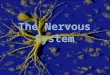 The Nervous System. ORGANIZATION Functions of the Nervous System SENSORY FUNCTION Gathers information from internal and external environs and transmits