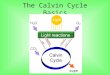 The Calvin Cycle Basics. Dr. Melvin Calvin & Others