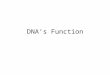DNA’s Function. DNA DNA = deoxyribonucleic acid. DNA carries the genetic information in the cell – i.e. it carries the instructions for making all the